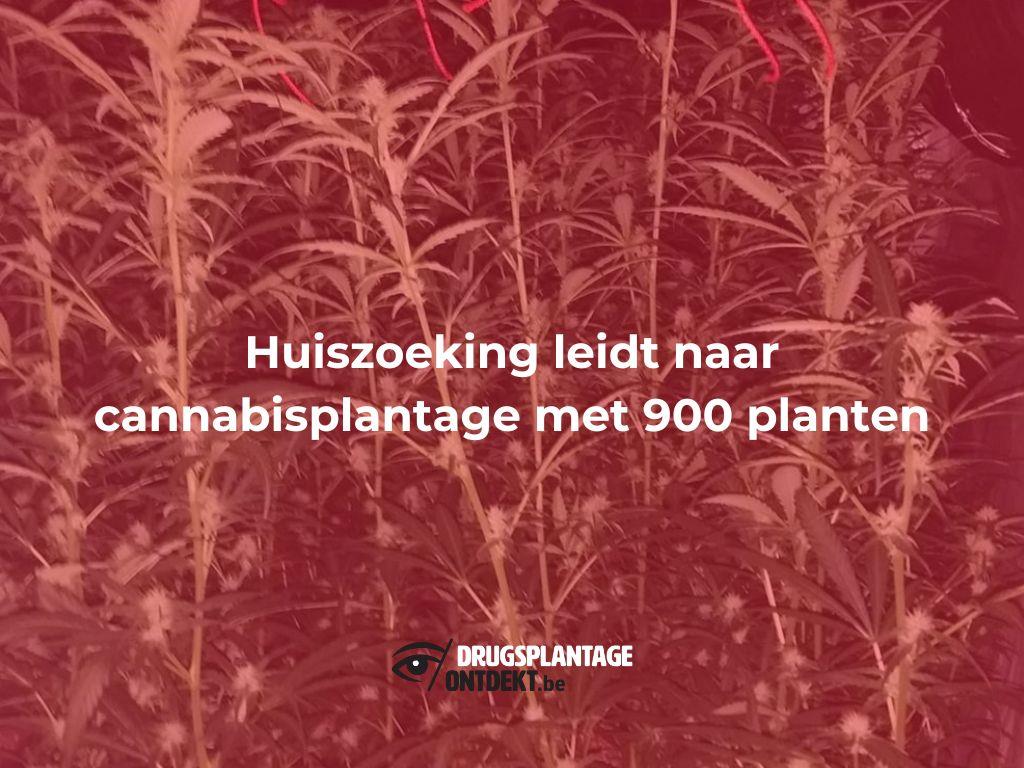 Geel - Huiszoeking leidt naar cannabisplantage met 900 planten